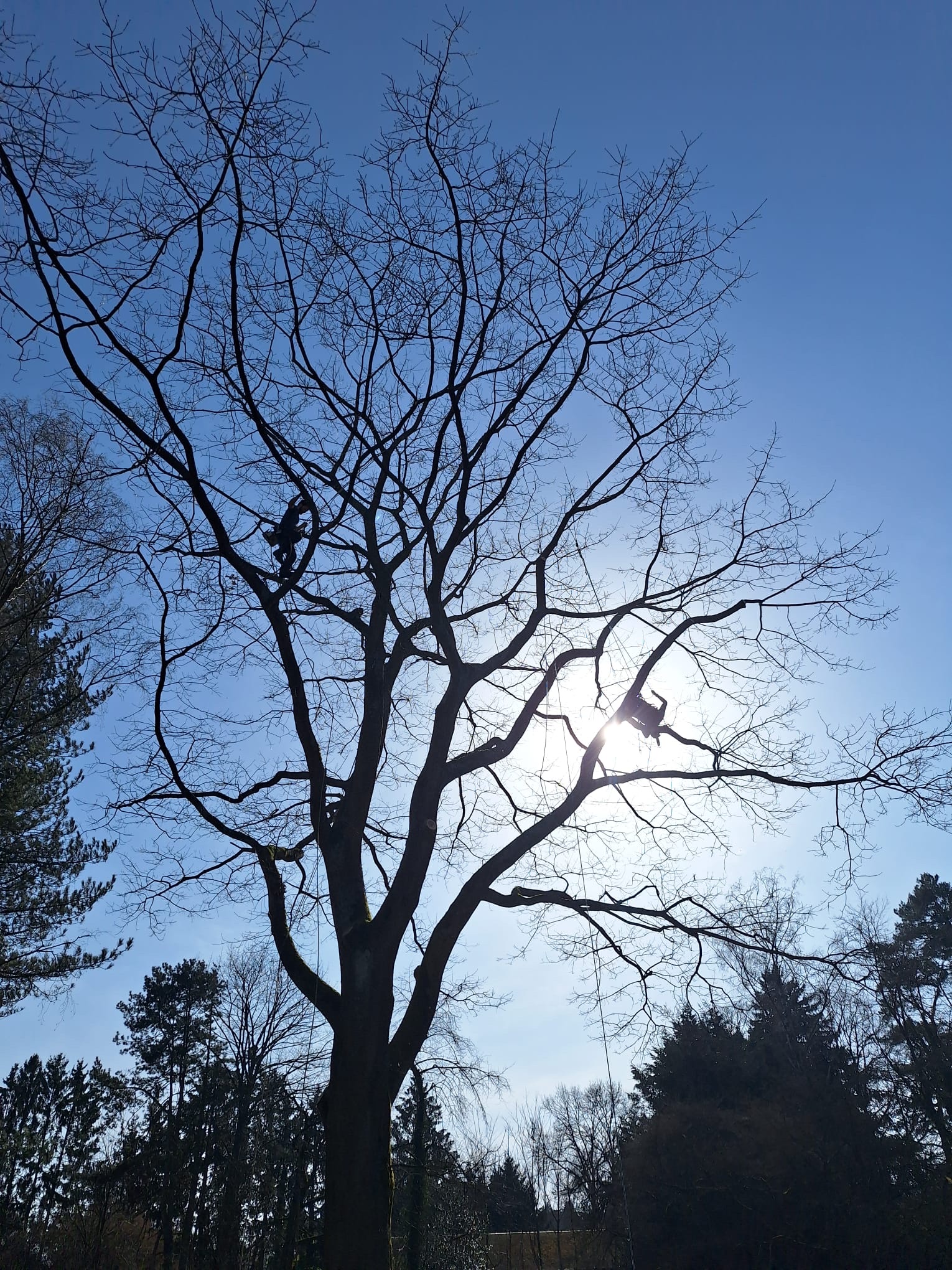 Un arbre sur pied
